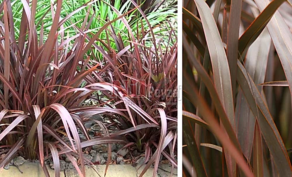 Phormium tenax’Bronze’/Formium Bronz