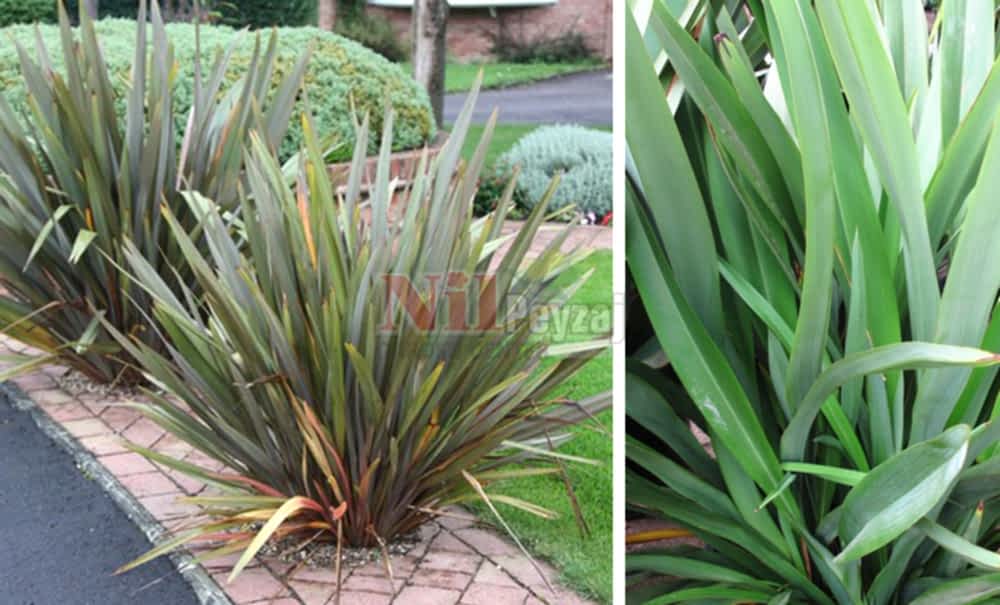 Phormium tenax’Green’/Formium Yeşil