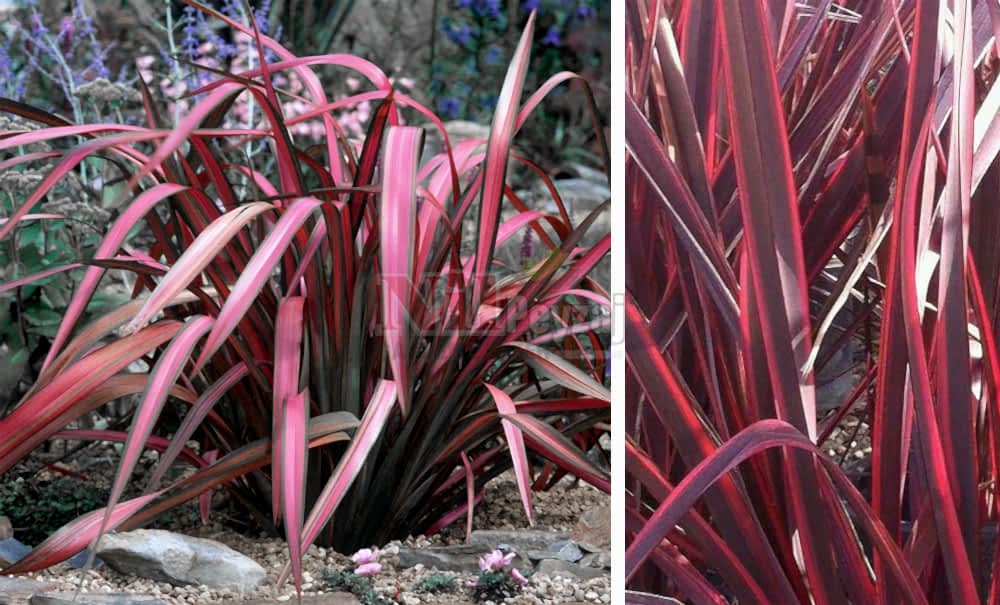 Phormium tenax’Pink Panther’/Formium Pembe