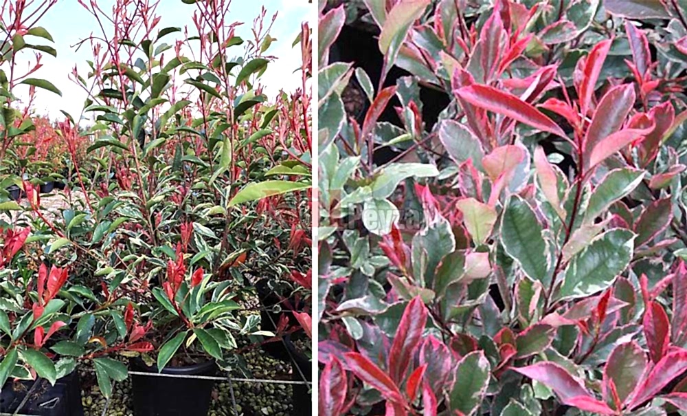 Photinia fraseri pink marble