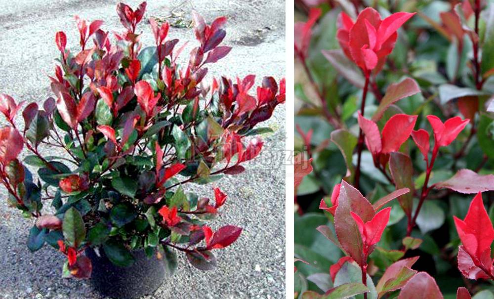 Photinia fraserii ‘Little Red Robin’/Bodur Alev Çalısı