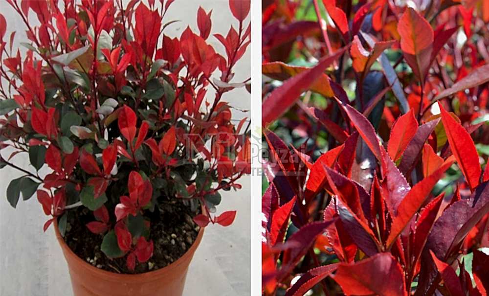 Photinia fraserii nana/Bodur Alev Çalısı