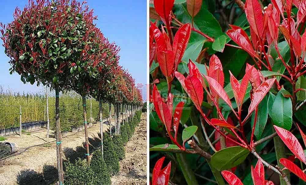 Photinia fraserii ‘Red Robin’/Alev Çalısı