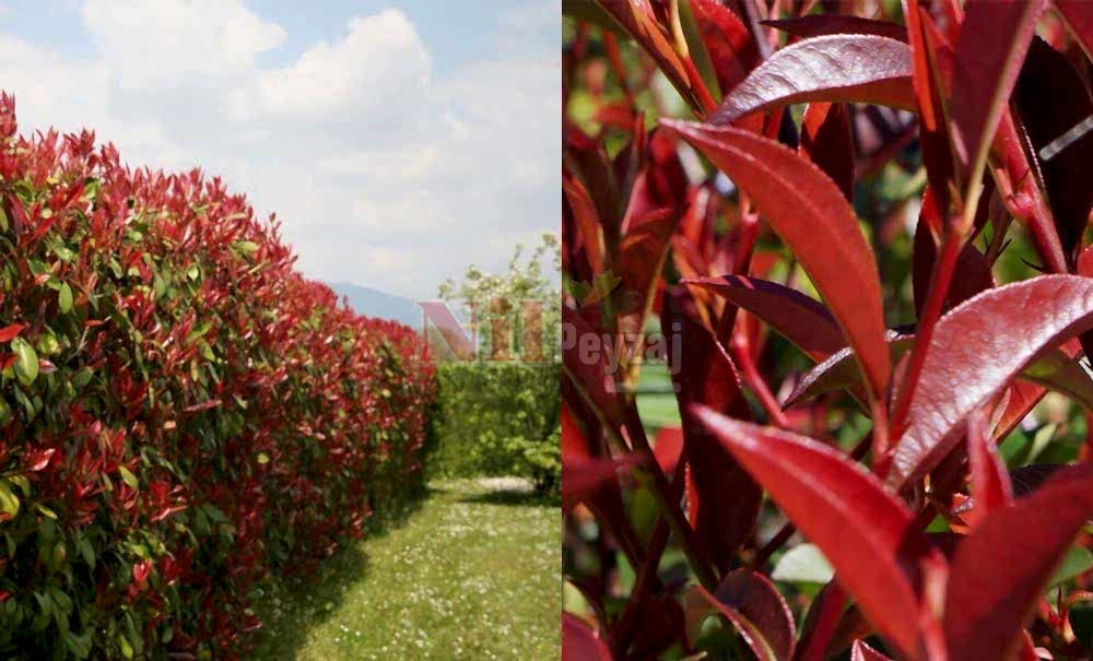 Photinia fraserii ‘Red Robin’/Alev Çalısı