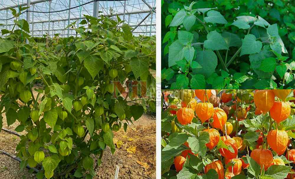 Physalis peruviana/Altın Çilek