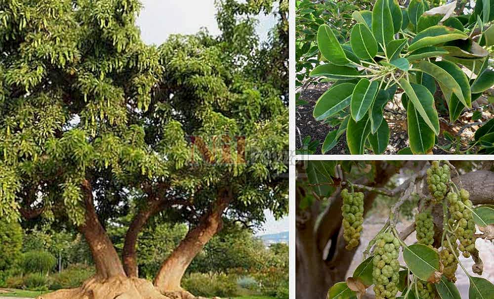 Phytolacca dioica (Bella sombra)/Şekerciboyası (Ombra)