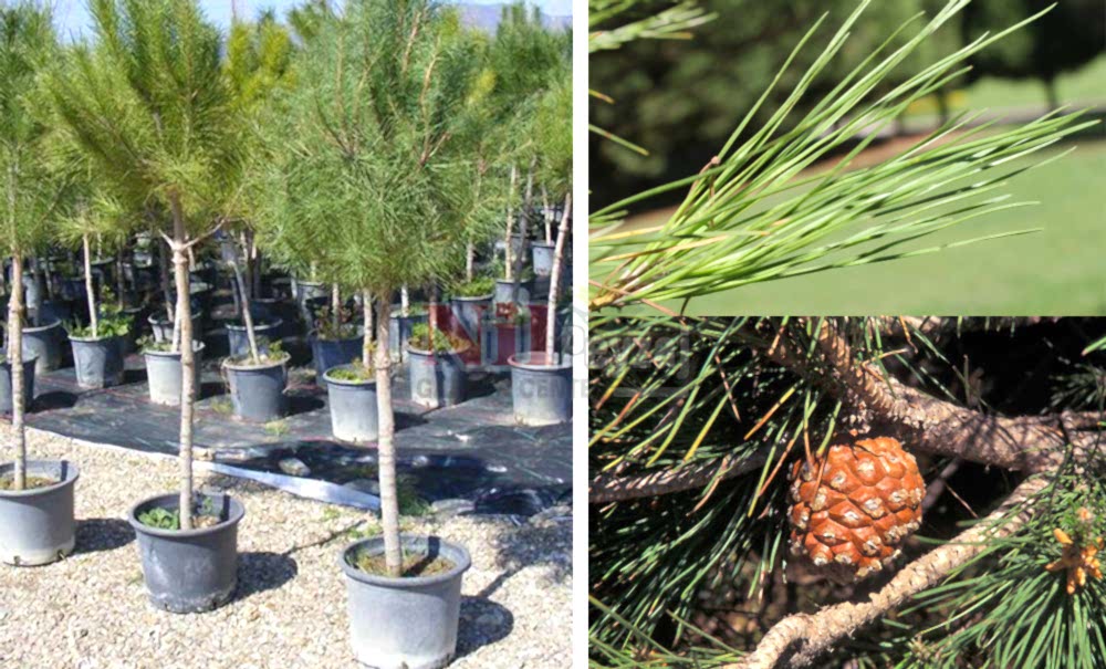 Pinus pinea/Fıstık Çamı (TİJLİ)