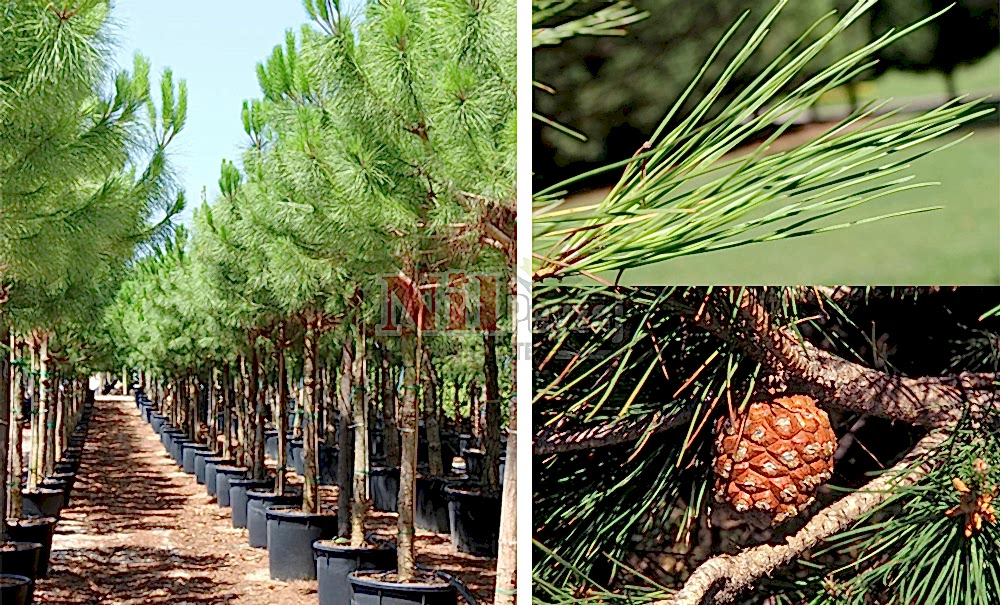 Pinus pinea/Fıstık Çamı