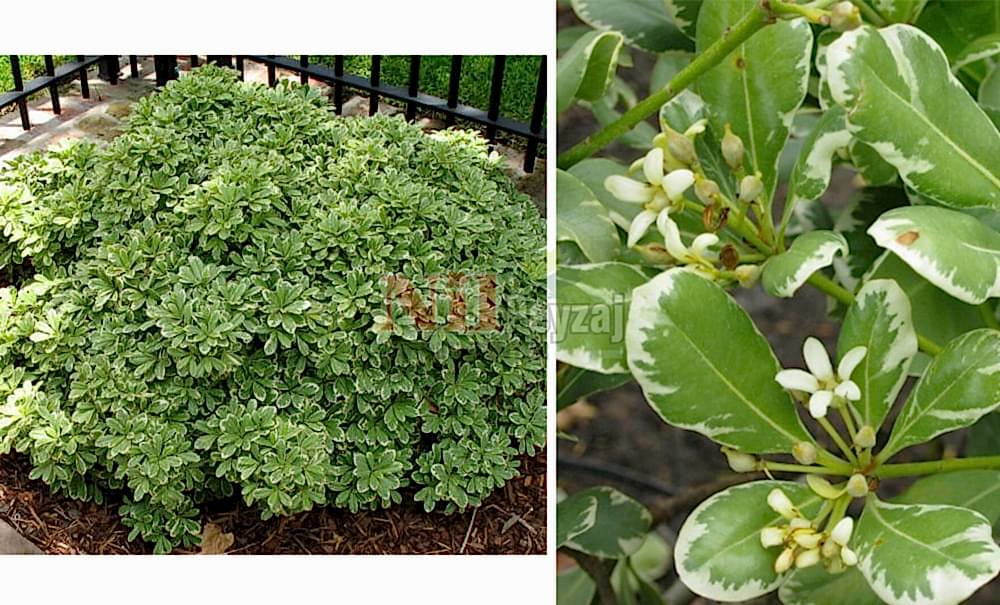 Pittosporum tobira variegata/Pitosporum Alacalı