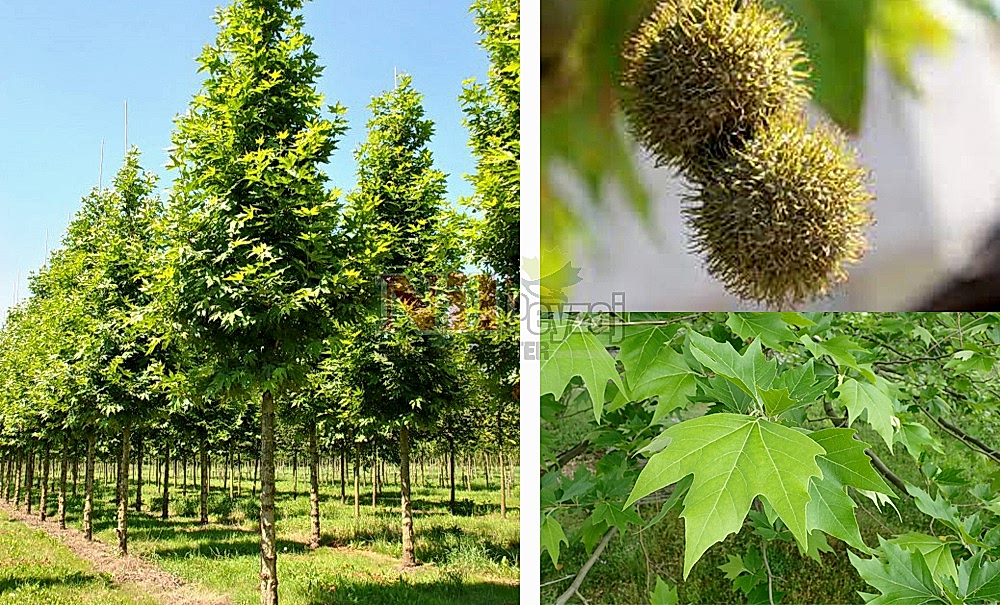 Platanus orientalis/Doğu Çınarı