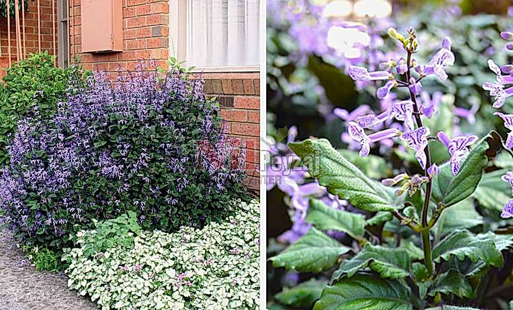 Plectranthus ‘Mona Lavender’	/Mahmuz Çiçeği