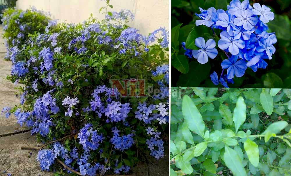 Plumbago auriculata/Mavi Yasemin, Kurşunkök