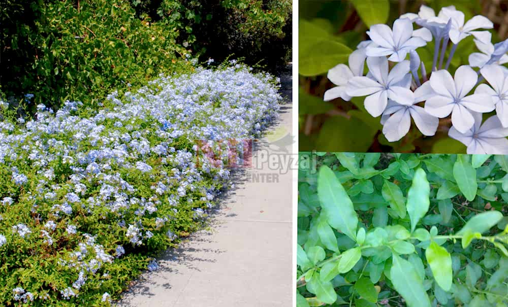 Plumbago copensis/Mavi Yasemin