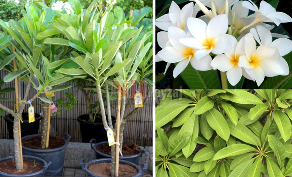 Plumeria stenophylla/Hint Mabet Ağacı, Frangipani