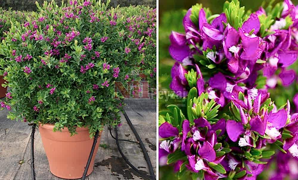 Polygala myrtifolia/Bezelye Çiçeği