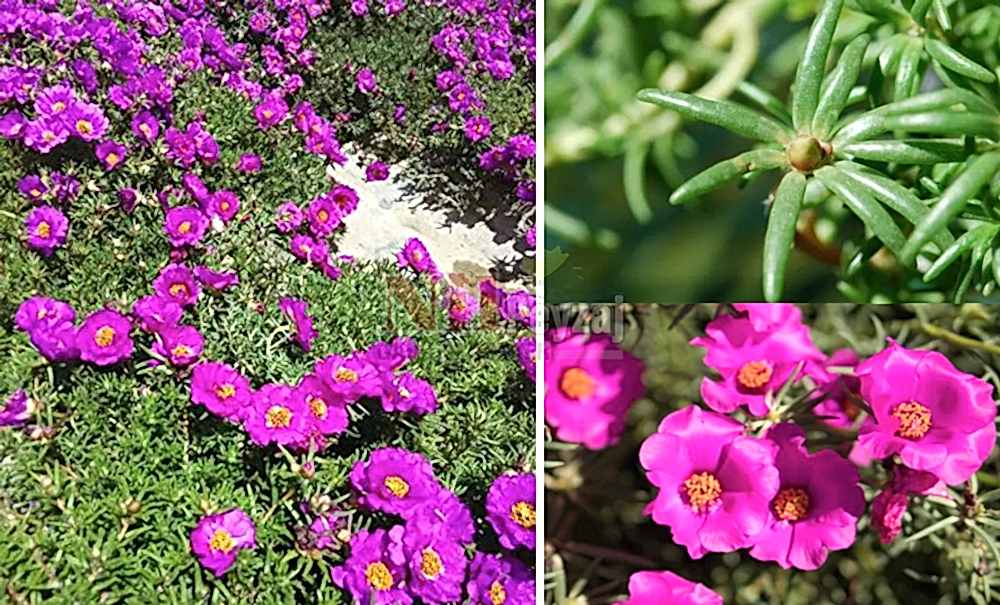 Portulaca grandiflora/İpek Çiçeği