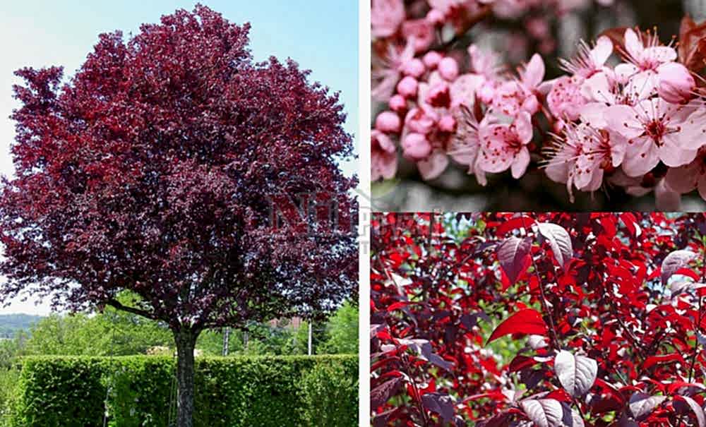 Prunus cerasifera/Süs Eriği