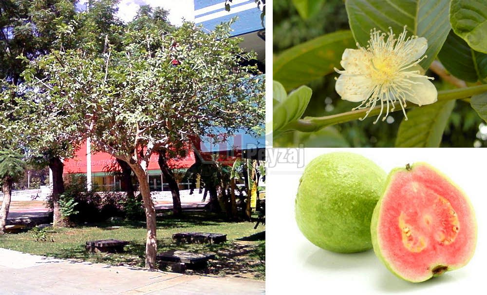 Psidium guajava/Elma Guava TİJ