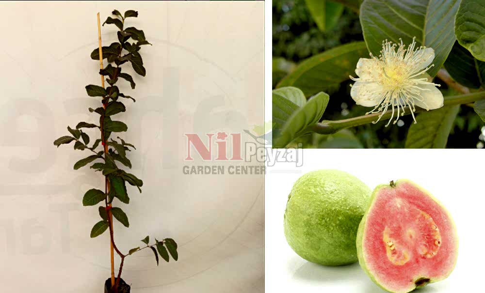 Psidium guajava/Elma Guava