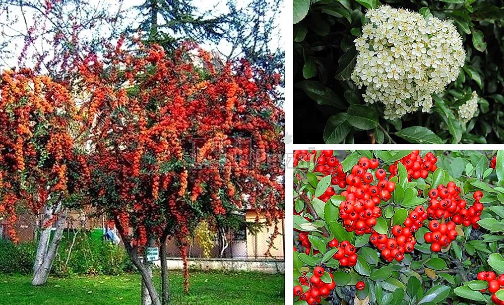 Pyracantha coccinea/Ateş Dikeni (Tige)