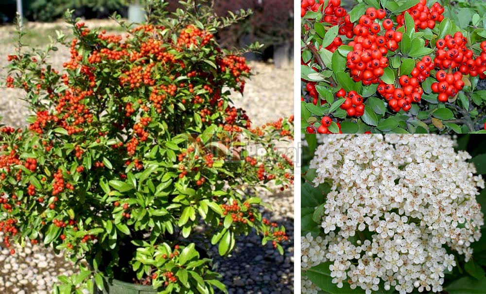 Pyracantha coccinea/Ateş Dikeni