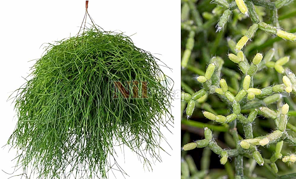 Rhipsalis capilliformis care