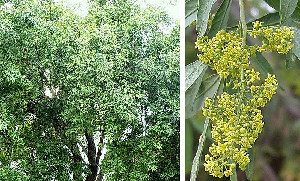 Rhus pendulina (searsia)/Güney Afrikadan Yaprak Dökmeyen