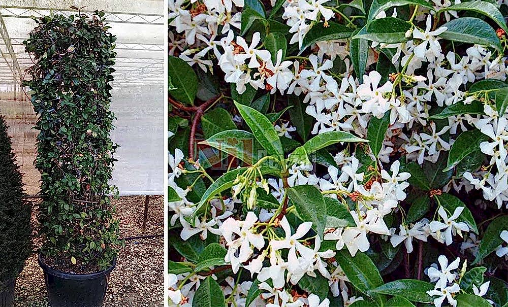 Rhyncospermum jasminoides/Yıldız Çiçekli (Osmanlı) Yasemin