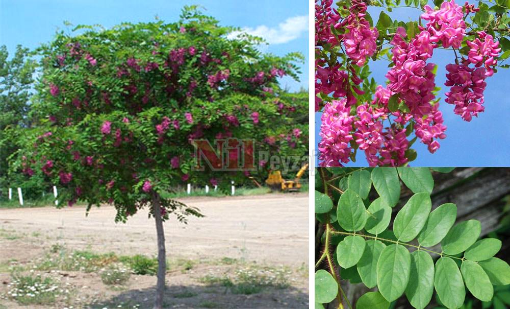 Robinia hispida/Pembe Çiçekli Akasya