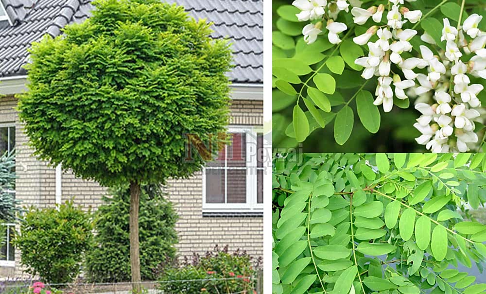 Robinia pseudoacacia ‘Umbraculifera’/Top Akasya