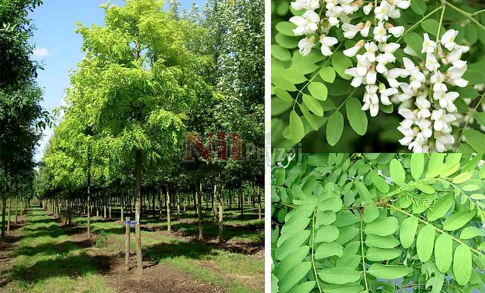 Robinia pseudoacacia/Yalancı Akasya