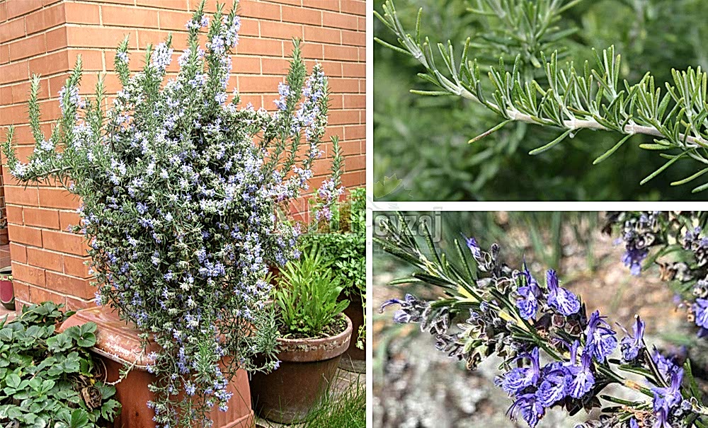 Rosmarinus officinalis prostratus/Sarkıcı Biberiye