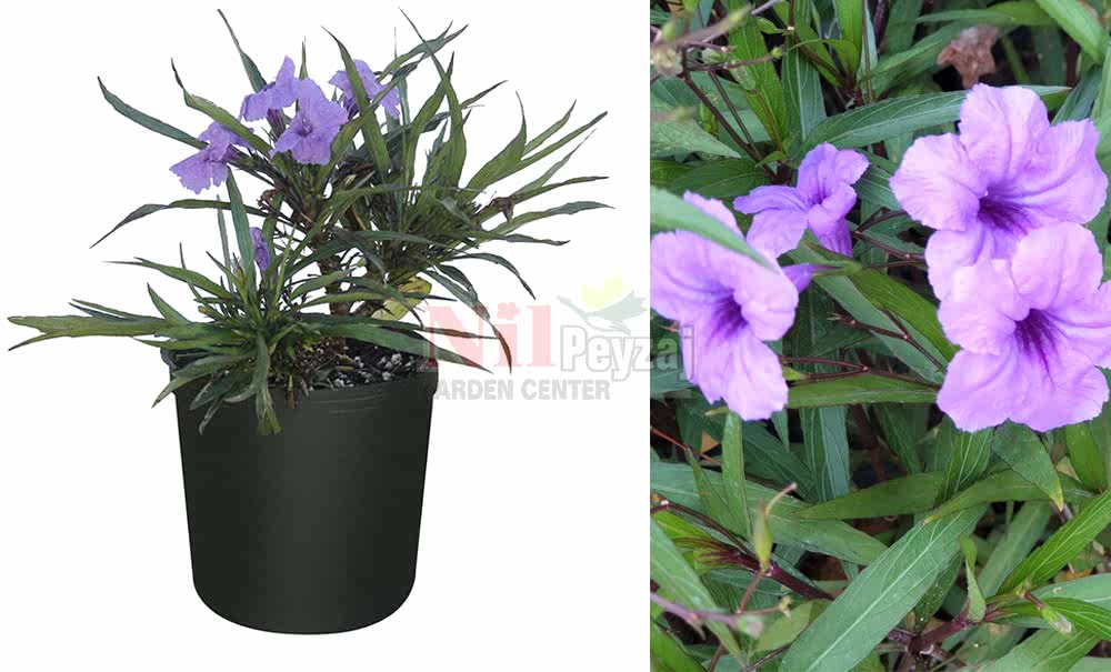 Ruellia brittoniana nana/Bodur Meksika Petunyası