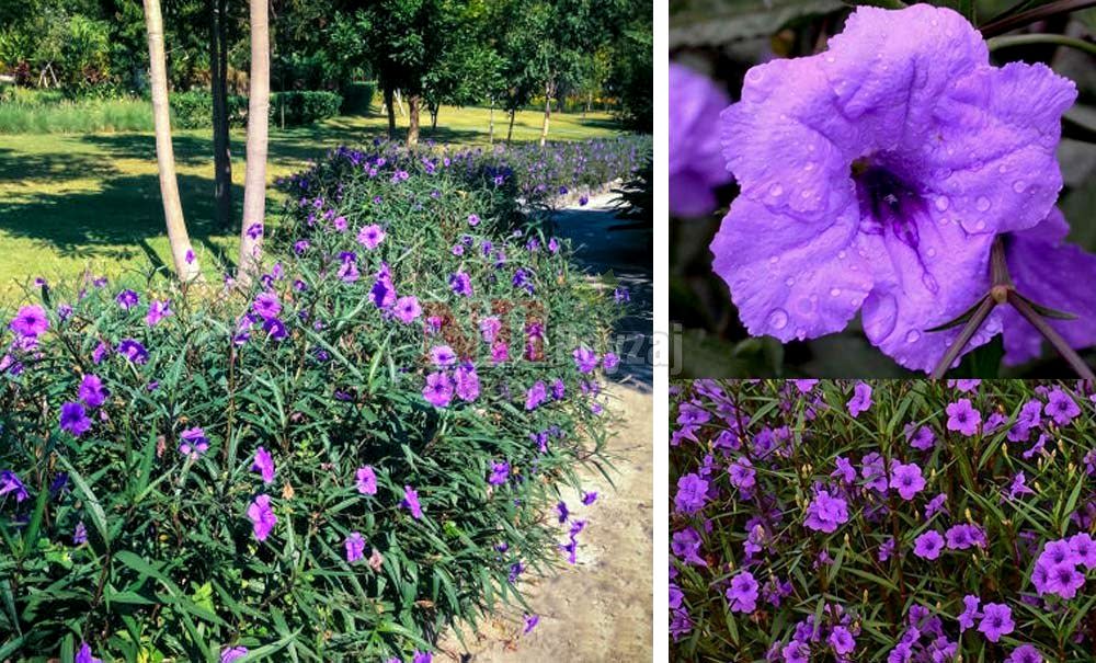 Ruellia brittoniana/Meksika Petunyası