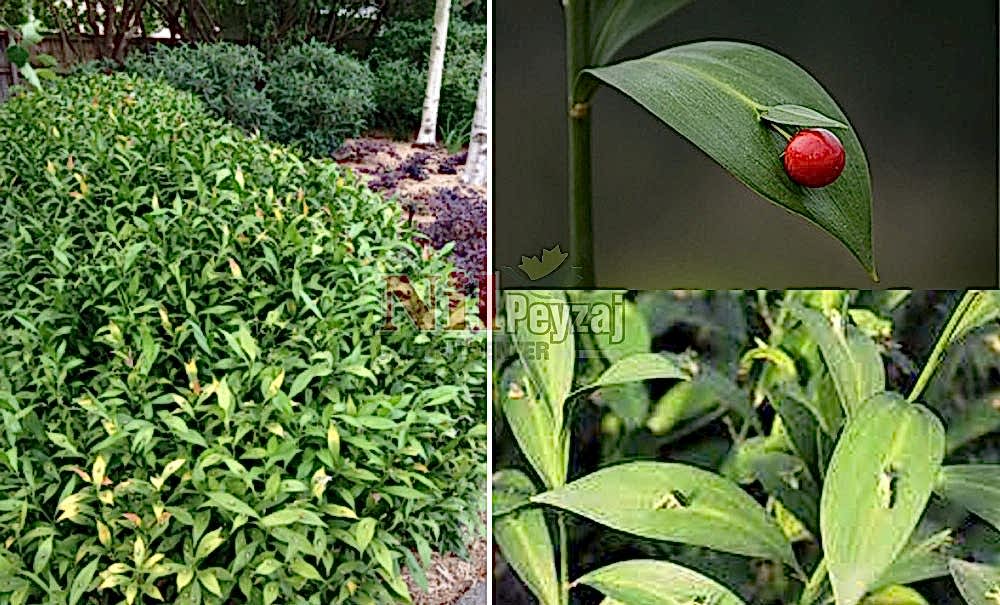 Ruscus hypoglossum/Tavşan Memesi