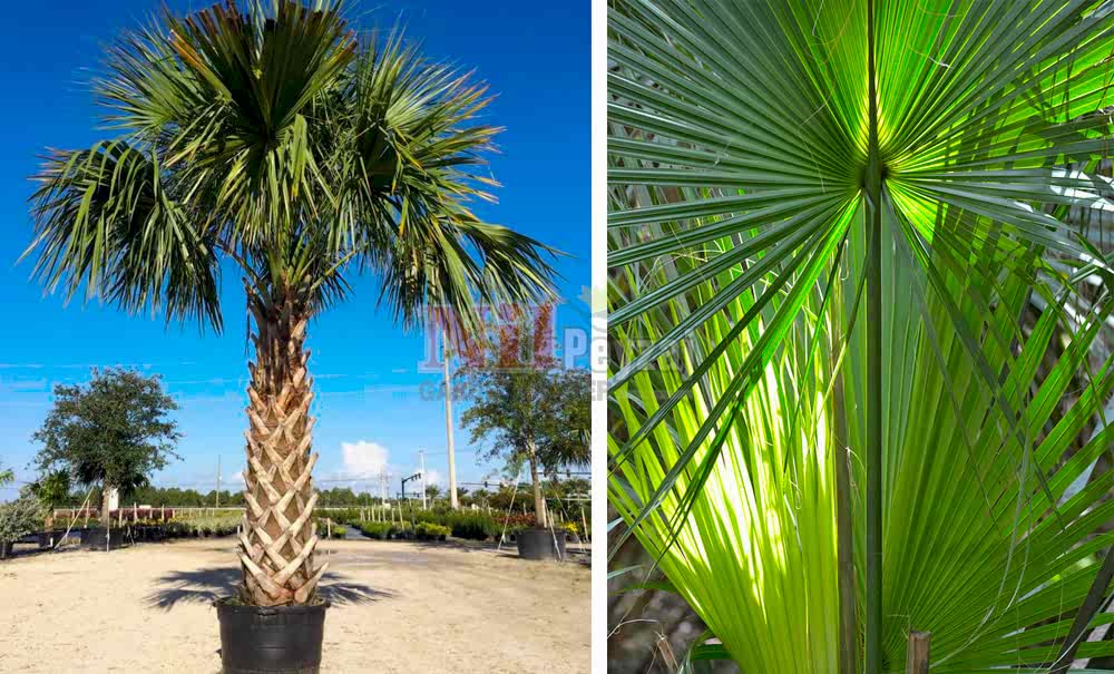 Sabal palmetto/Sabal Palmiye