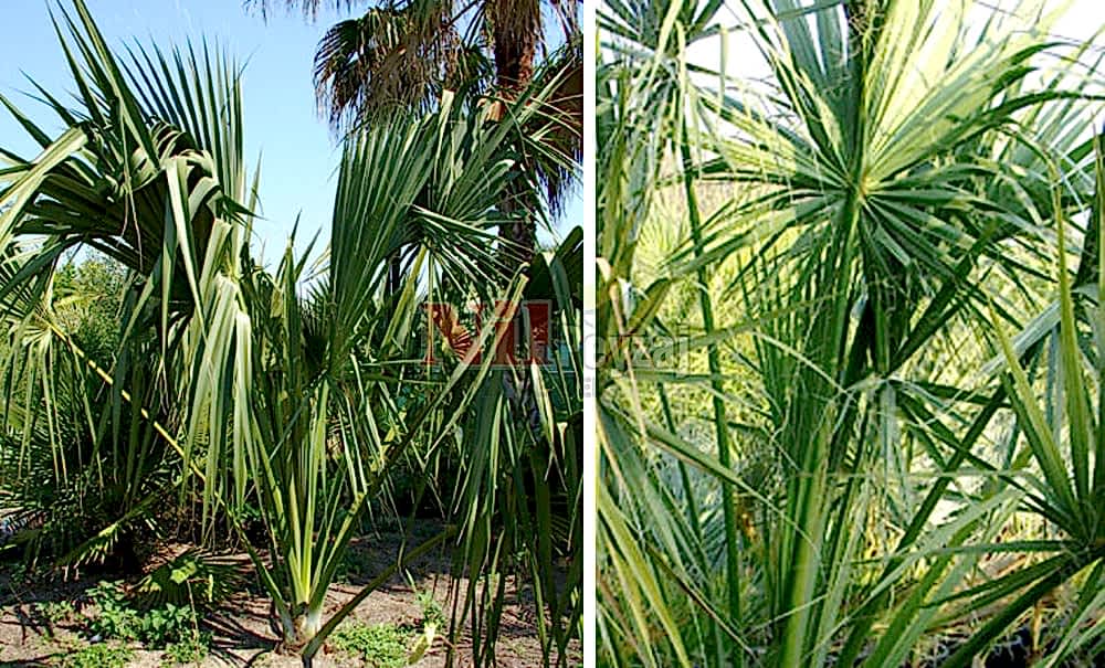 Sabal texensis/Teksas Sabal Palmiyesi