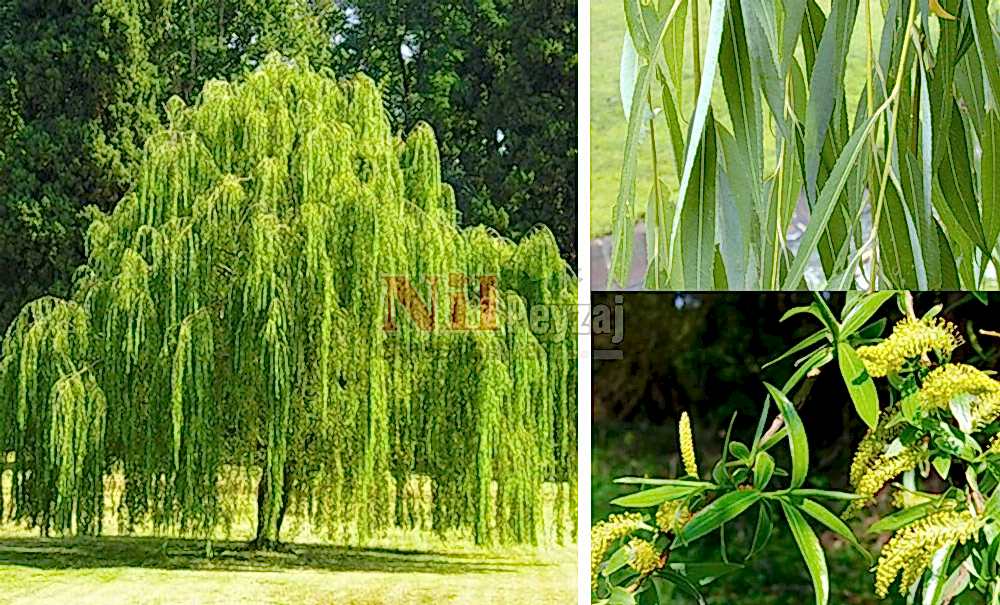 Salix babylonica/Salkım Söğüt