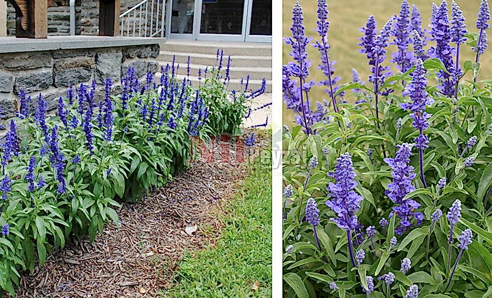 Salvia farinacea