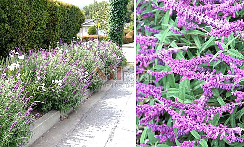 Salvia leucantha/Çalı Adaçayı