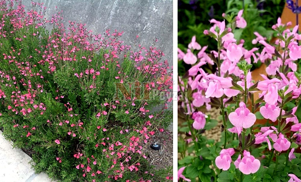 Salvia/Pembe