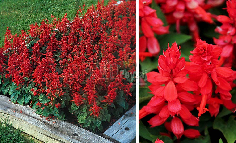 Salvia x splendens