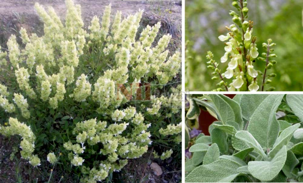 Salvia/Yabani Adaçayı