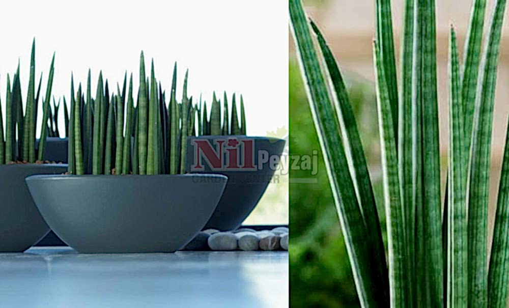 Sansevieria cylindrica/Paşa Kııcı