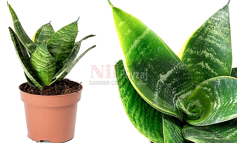 Sansevieria trifasciata ‘Hahnii’/Bodur Paşa Kılıcı