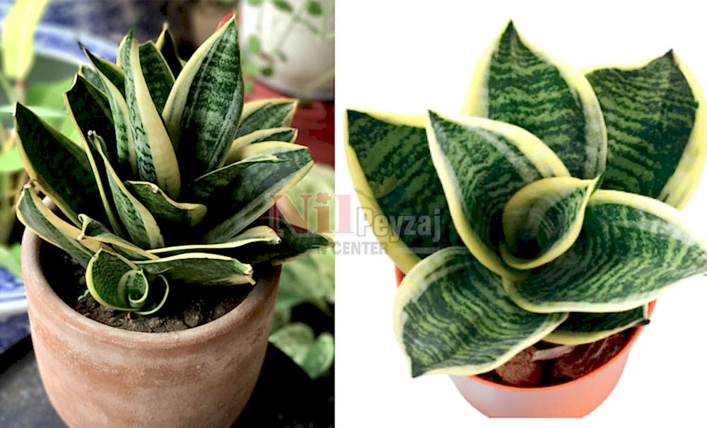 Sansevieria trifasciata jade/Bodur Paşa Kılıcı Alacalı