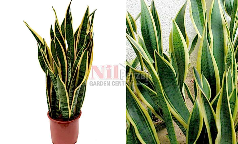 Sansevieria trifasciata varigate/Paşa Kılıcı Alacalı