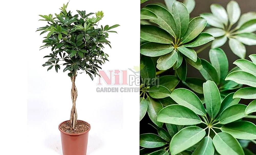 Schefflera arboricola/Şeflera (Tijli)