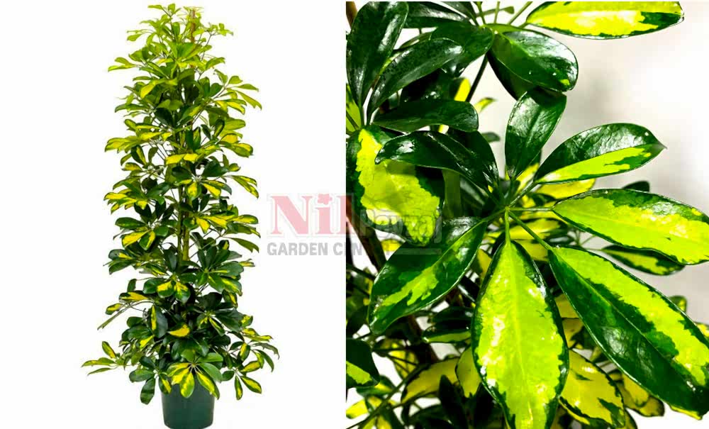 Schefflera arboricola variegata/Şeflera Alacalı