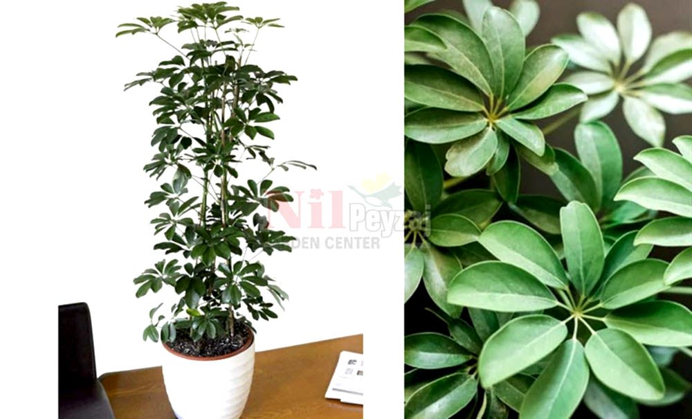 Schefflera arboricola/Şeflera